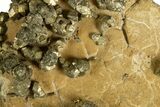 Golden Pyrite on Limonite Clay - Pakistan #337943-1